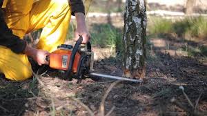 Best Tree Removal  in Daisetta, TX