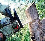 Best Hazardous Tree Removal  in Daisetta, TX