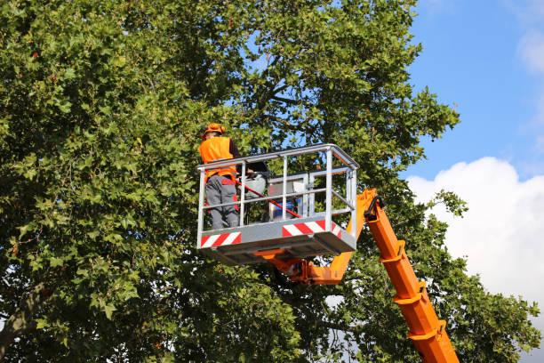 Best Tree Risk Assessment  in Daisetta, TX