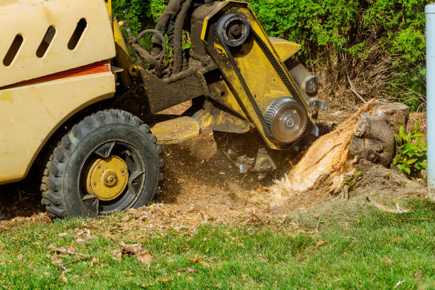 Best Tree Maintenance Programs  in Daisetta, TX