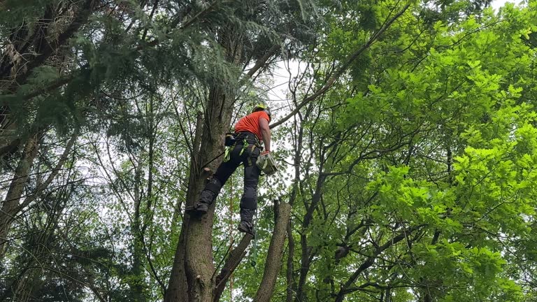 Best Root Management and Removal  in Daisetta, TX