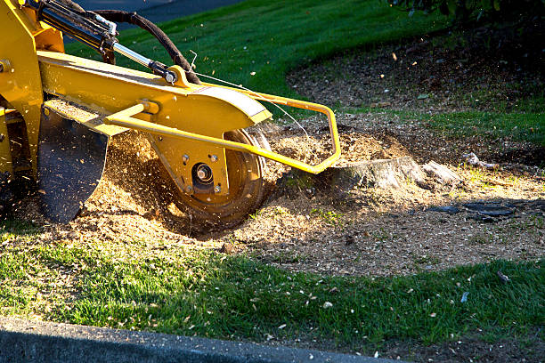 Best Tree and Shrub Care  in Daisetta, TX