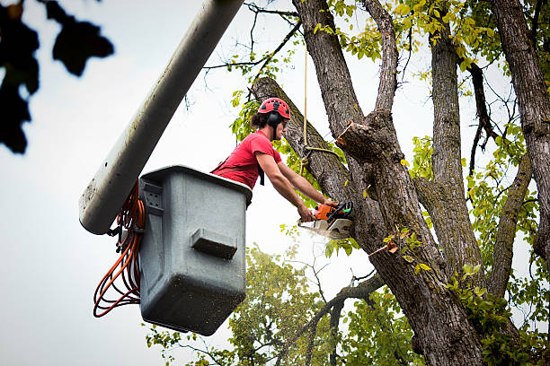 Best Tree Preservation Services  in Daisetta, TX